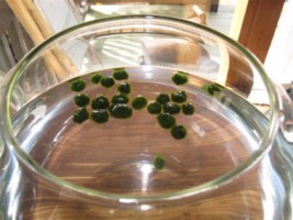 Algea balls